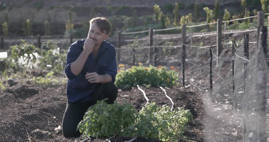 A man examines a plant in the field
