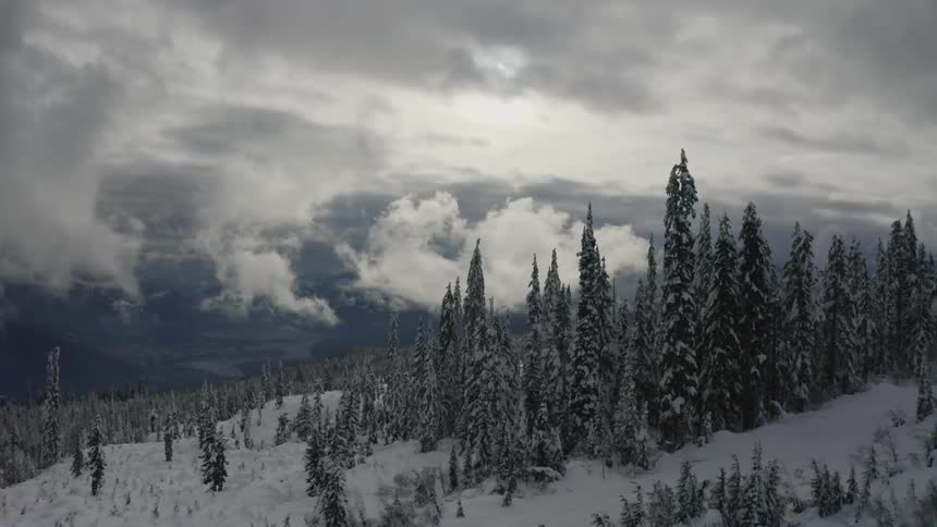 Trees stand tall in the snow under a cloudy sky