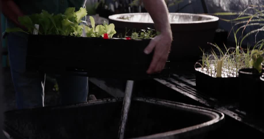 A man places a tray of seedlings into a wheelbarrow and wheels away