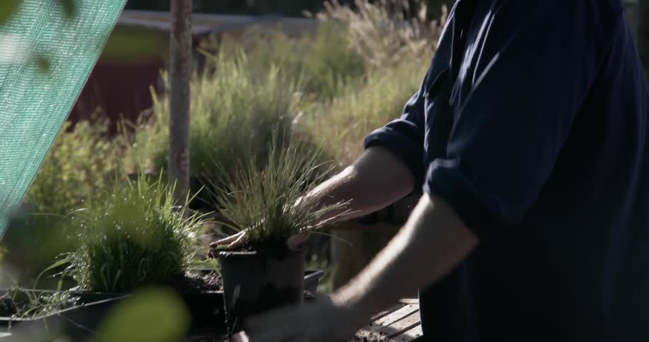 Man presses soil around a potted plant