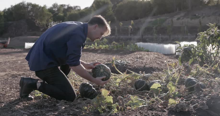 Man picks up a squash in a garden and examines i