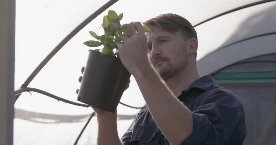 Man looks at a plant in a greenhouse