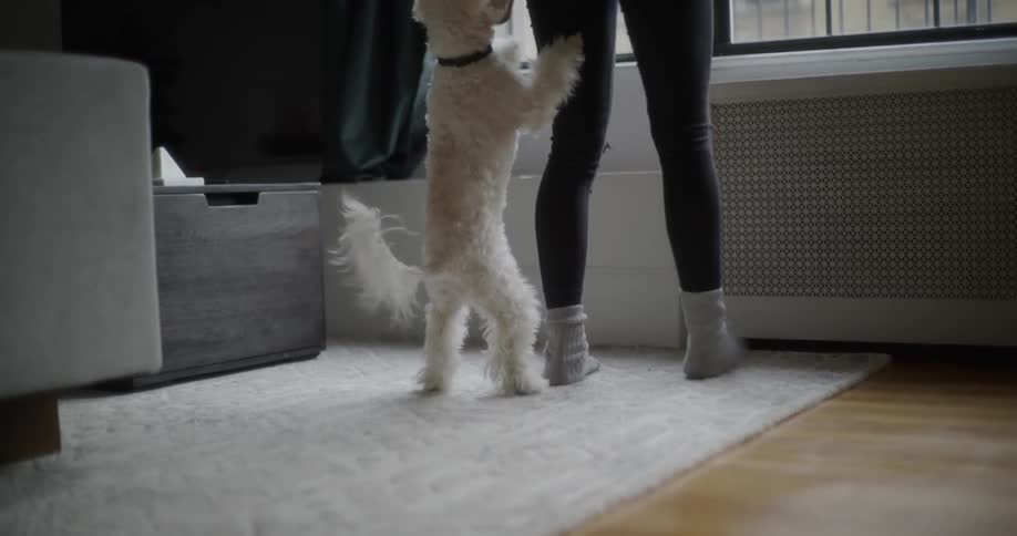 A dog picks up a treat and stands on the rug chewing