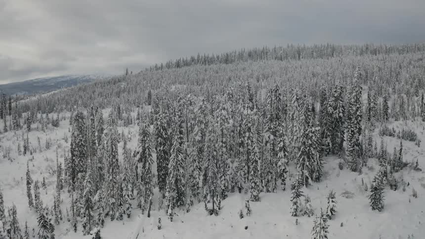 The trees on the hill are surrounded by heavy snow