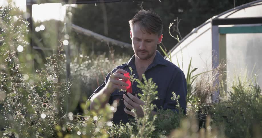 Man puts a red tag in plant in garden nursery