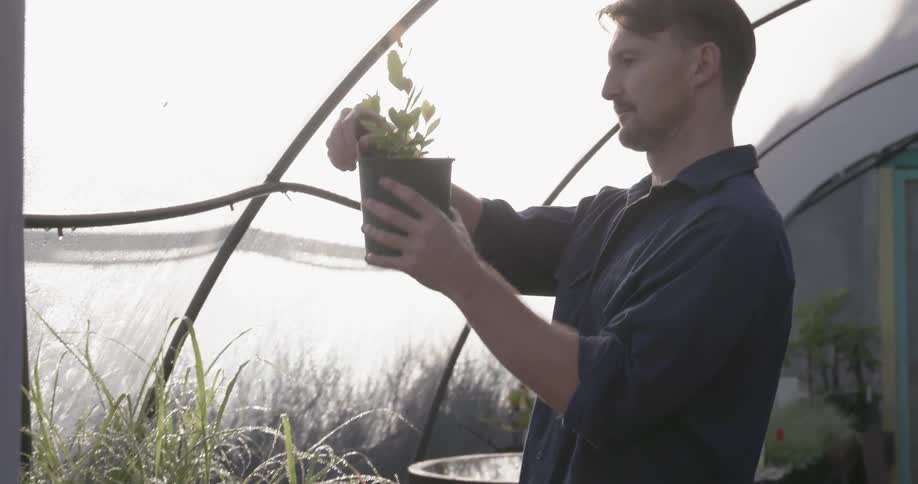 A man in a greenhouse picks up a potted plant and looks at the tag