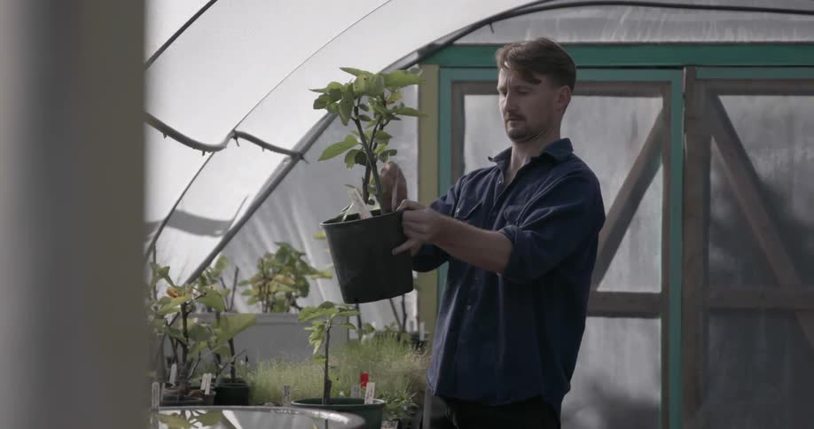 Man standing in a greenhouse picks up a plant and looks at it