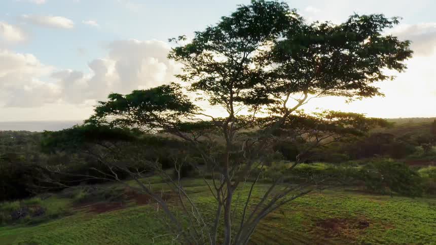 A yard with grass and a single tree next to natural landscape