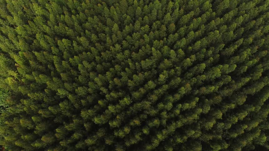 Tall trees cover the landscape