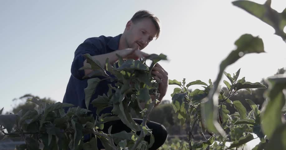 Man checks on plants in a garden