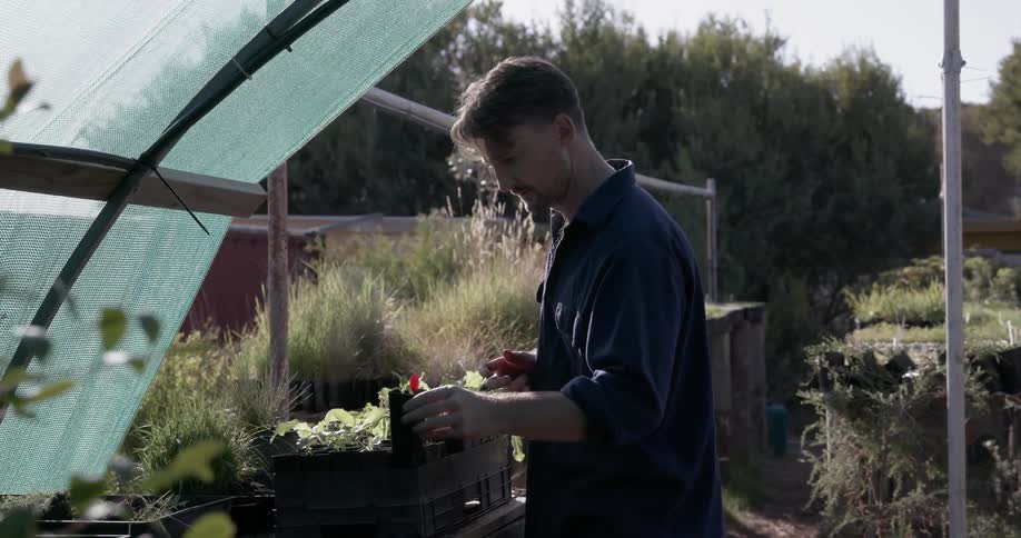 Man checks his plants on a sunny day