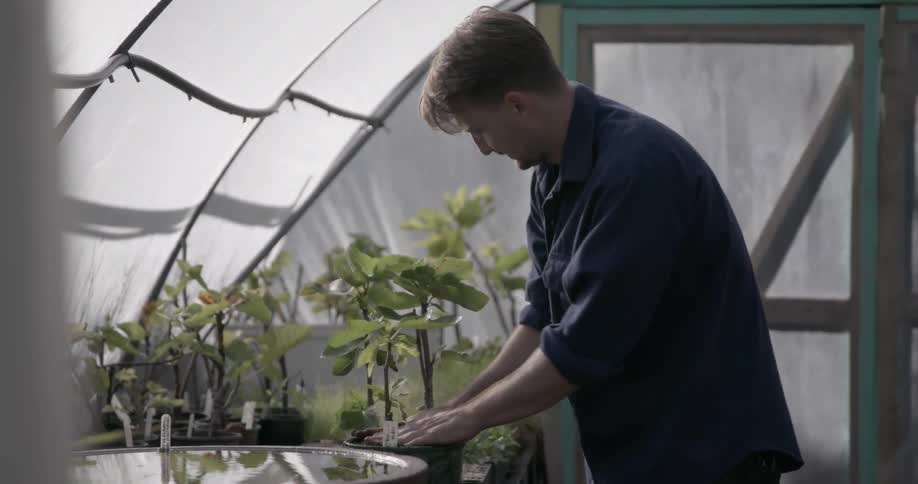 Man puts dirt on a plant in a greenhouse