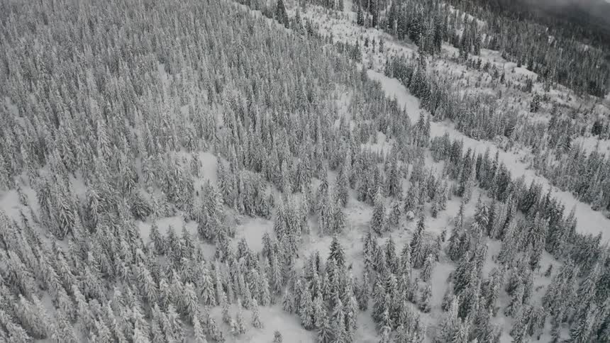 Snow covers trees in a forest on a slope