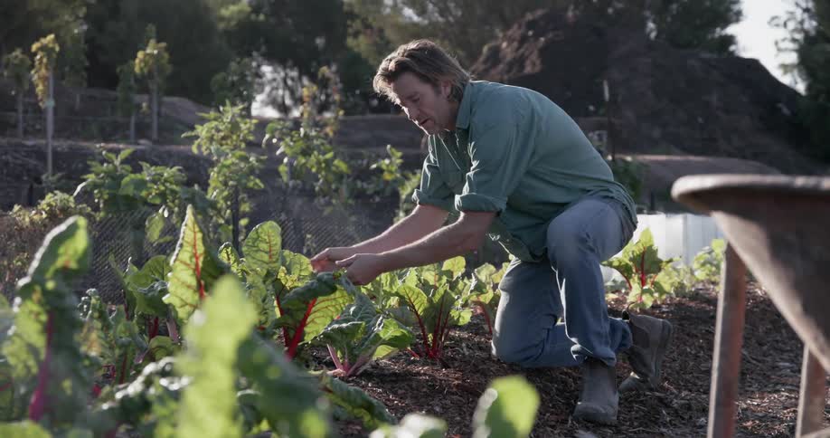 A man checks the leaves of his garden plants