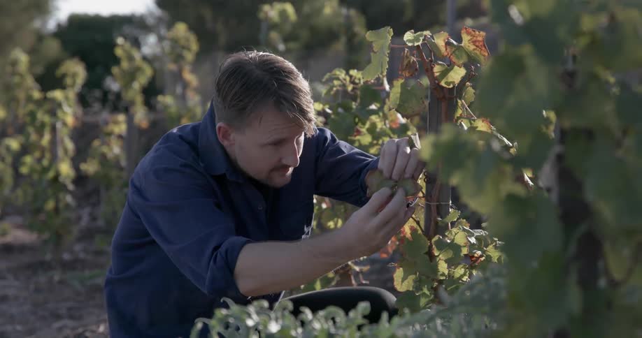 Man inspects leaves of a plant in a garden