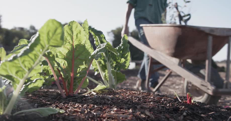 A man pushes a wheelbarrow through a farm