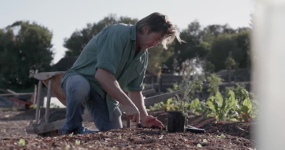 A man turns the soil in a garden