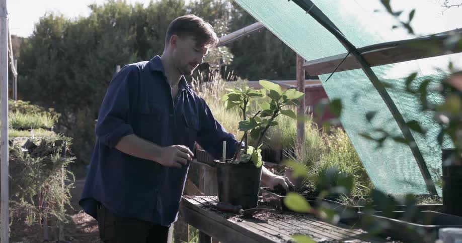 Man puts a stake in a plant and puts dirt on it