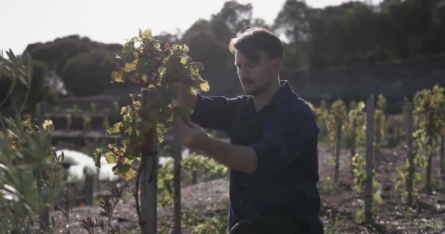 A man is examining branches on a plant