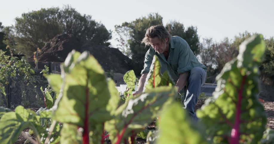 Man waters plants in a garden on a sunny day