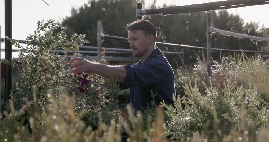 Man waters plants in a garden on a sunny day