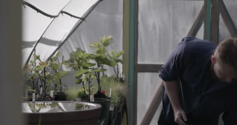 Man places soil around a potted plant and pushes it down