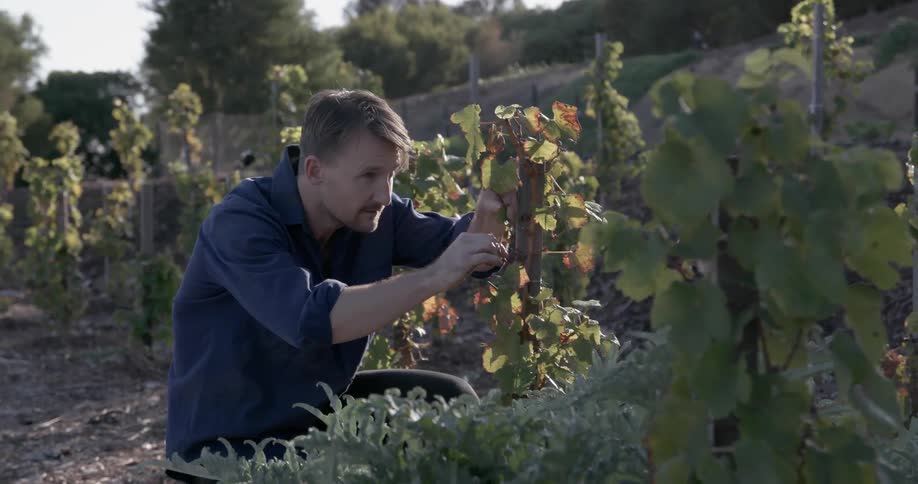 Man is examining plants in a garden
