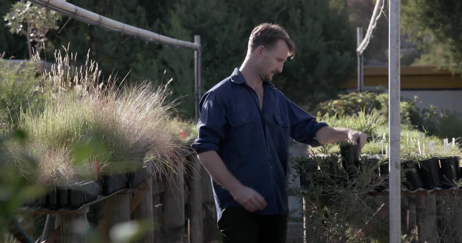 Man walks through a garden and picks up a plant