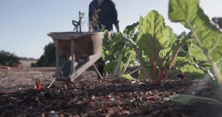 Man pushing wheelbarrow in garden on sunny day