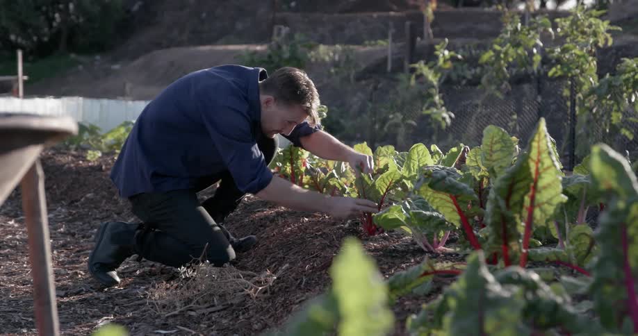 Man kneels in a garden and inspects a plant
