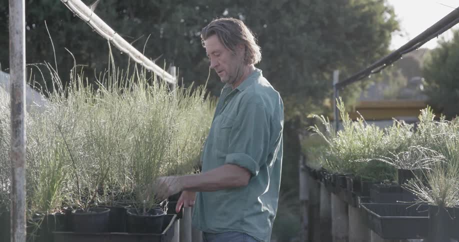 Man places potted plants in a container and carries it away