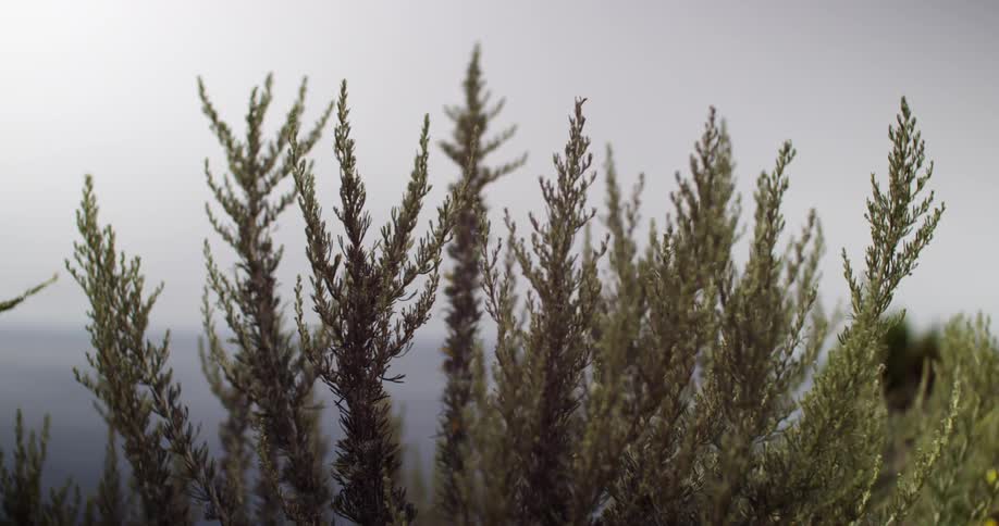 Bushes are blowing around in the wind