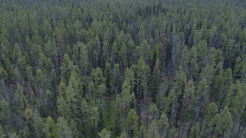 Pine trees stand in a forest