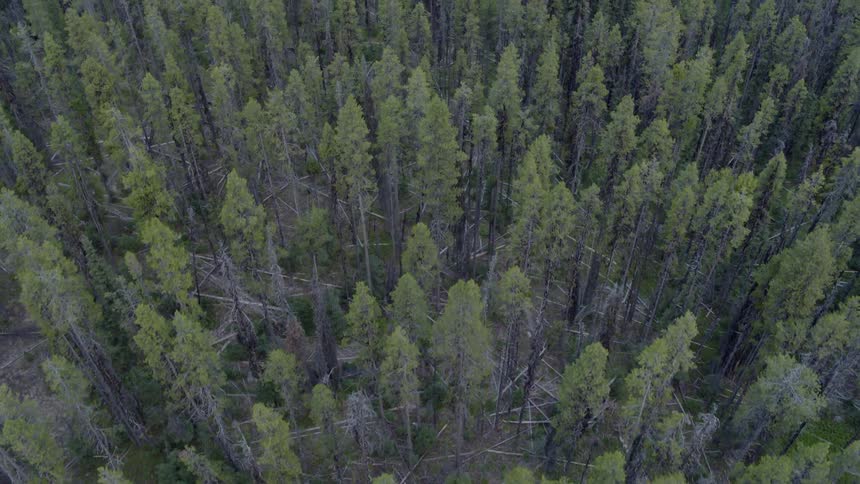 The tall green trees are high in the sky