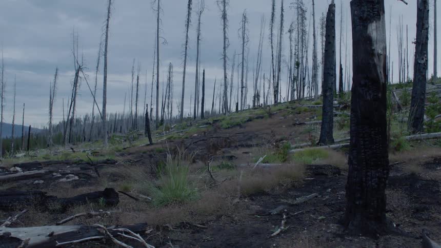 The trees are all dead or fallen ahead
