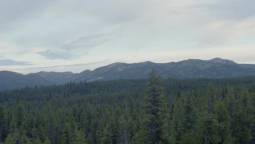 The tall trees cover the huge forest