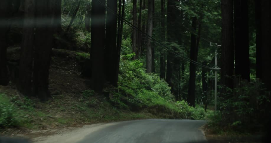 Car driving down a road in the woods