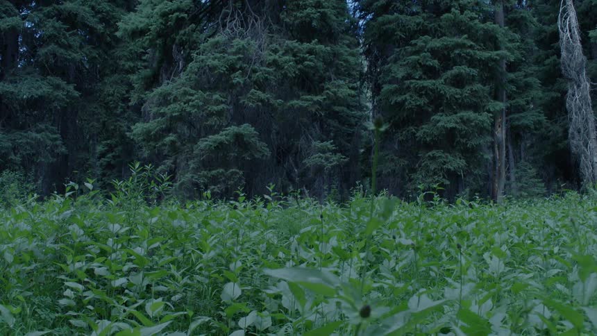Lush green plants and tall trees cover the landscape