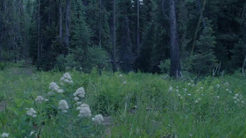 Weeds and greenery lead up to a forest of trees