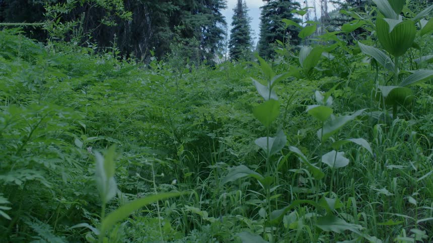 Foliage grows in a forest