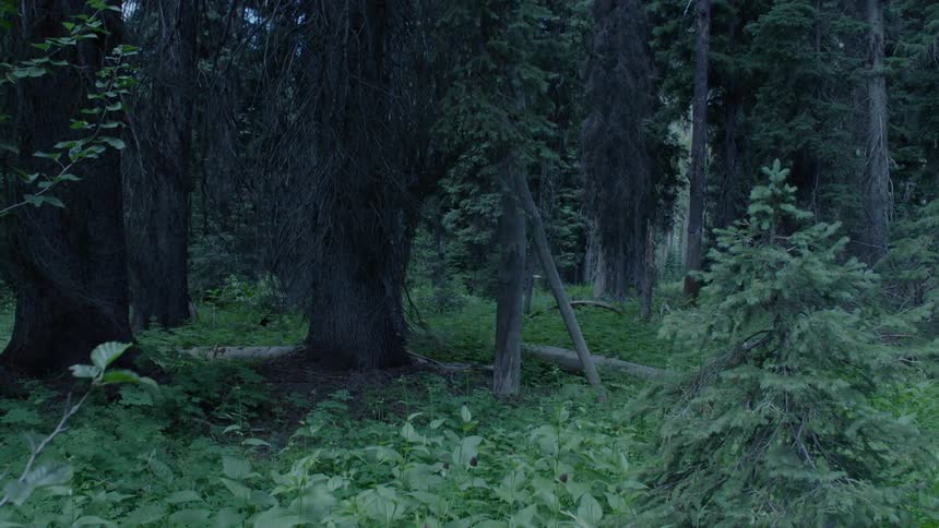 Greenery surrounds the trees in the forest
