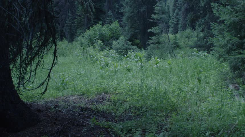 Greenery surrounds the trees in the forest