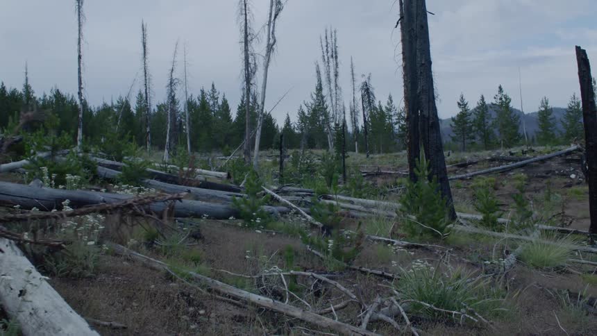 Bare and fallen trees in forest wilderness on cloudy day