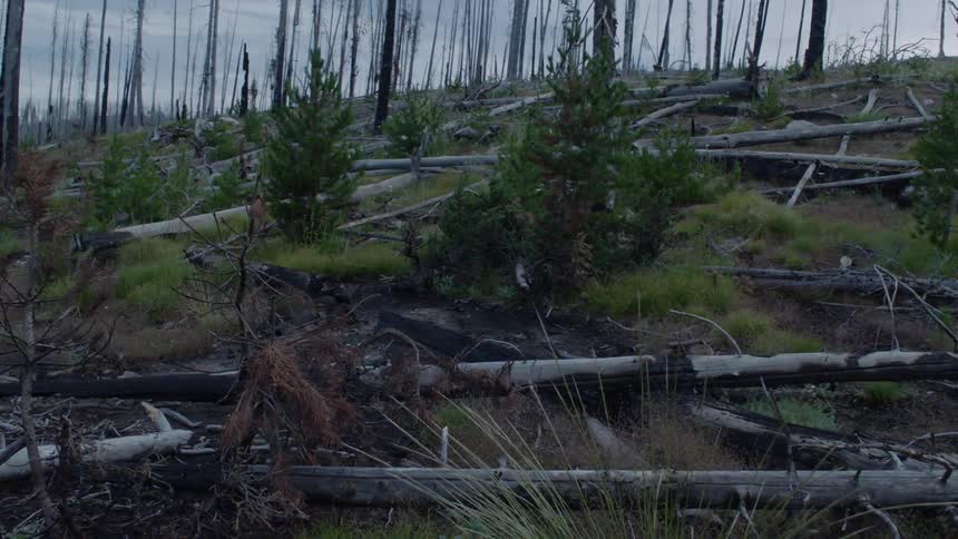 Many of the trees are fallen on the hill