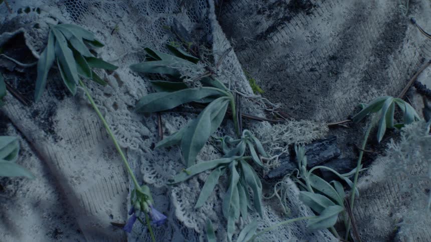 Tattered cloth covered in moss and leave