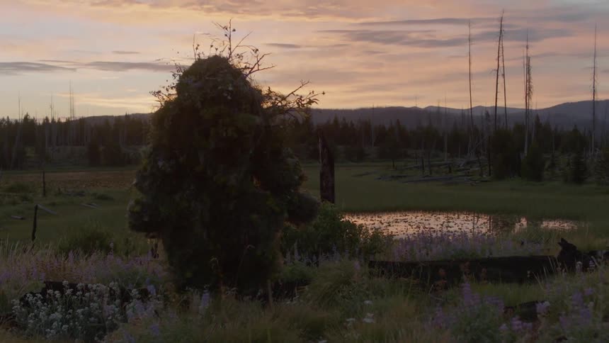 Bush creature is walking in the wilderness after sunset
