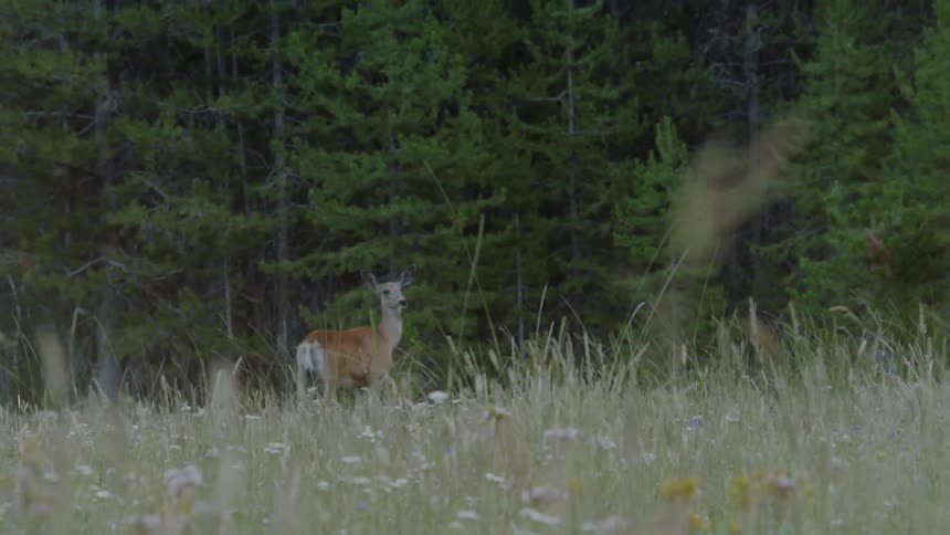 The deer is walking in the tall grass