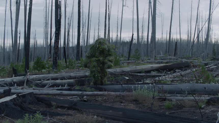 A person in camouflage climbs over the fallen trees