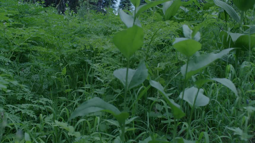 Greenery sits next to a forest