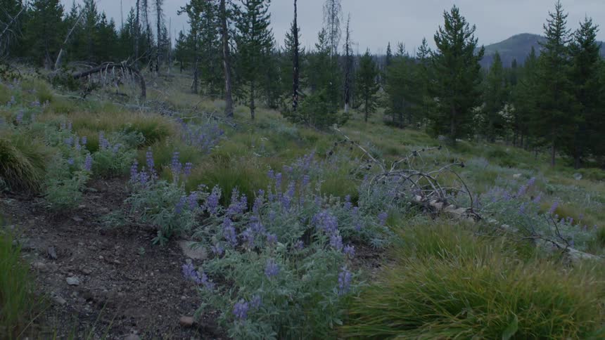 The flowers fill the hill near the forest